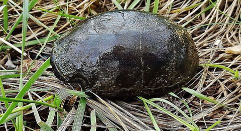 Sternotherus odoratus This is a picture of a Sternotherus odoratus on the Central Tract of the Patuxent Research Refuge near Laurel, Maryland. Common musk turtle,Geotagged,Spring,Sternotherus odoratus,United States