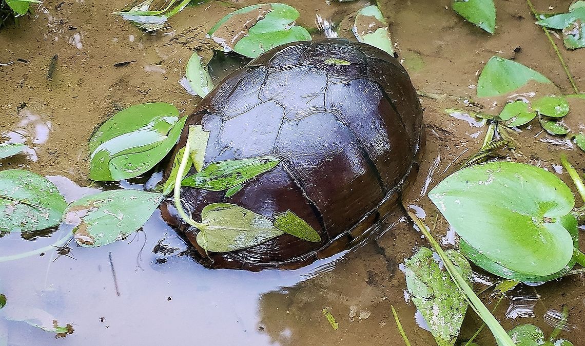Kinosternon subrubrum This is a picture of a Kinosternon subrubrum at Beverly Triton Nature Park in Edgewater, Maryland. Eastern mud turtle,Geotagged,Kinosternon subrubrum,Spring,United States