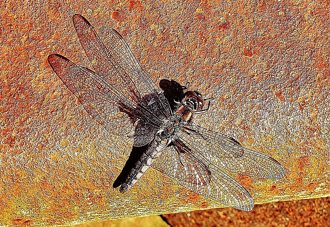 Blue Corporal This is a picture of a Blue Corporal at Patuxent Ponds Park in Odenton, Maryland. Geotagged,Ladona deplanata,Spring,United States,blue corporal