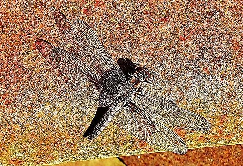 Blue Corporal This is a picture of a Blue Corporal at Patuxent Ponds Park in Odenton, Maryland. Geotagged,Ladona deplanata,Spring,United States,blue corporal