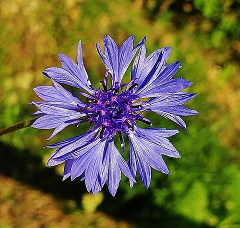 Centaurea cyanus This is a picture of Centaurea cyanus along Patuxent Road in Odenton, Maryland. Bachelors button,Centaurea cyanus,Geotagged,Spring,United States