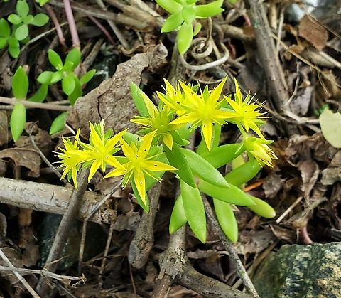 Stringy Stonecrop