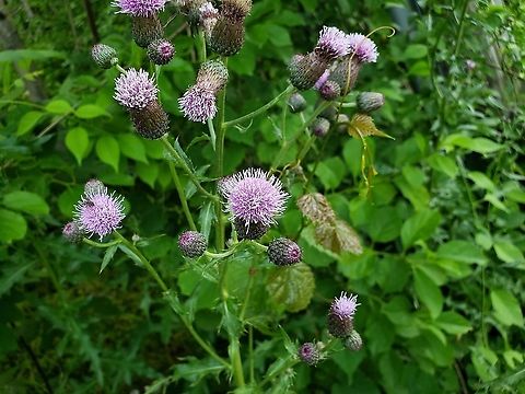 Canada Thistle This is a picture of Canada Thistle in Ellicott City, Maryland. Cirsium arvense,Creeping Thistle,Geotagged,Spring,United States