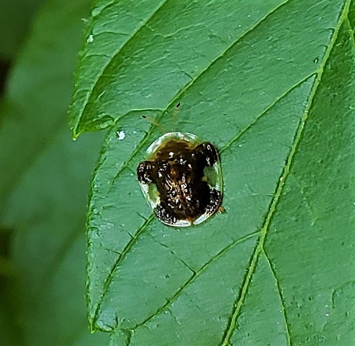 Clavate Tortoise Beetle This is a picture of a Clavate Tortoise Beetle at Patapsco Valley State Park in Catonsville, Maryland. Clavate Tortoise Beetle,Geotagged,Plagiometriona clavata,Spring,United States