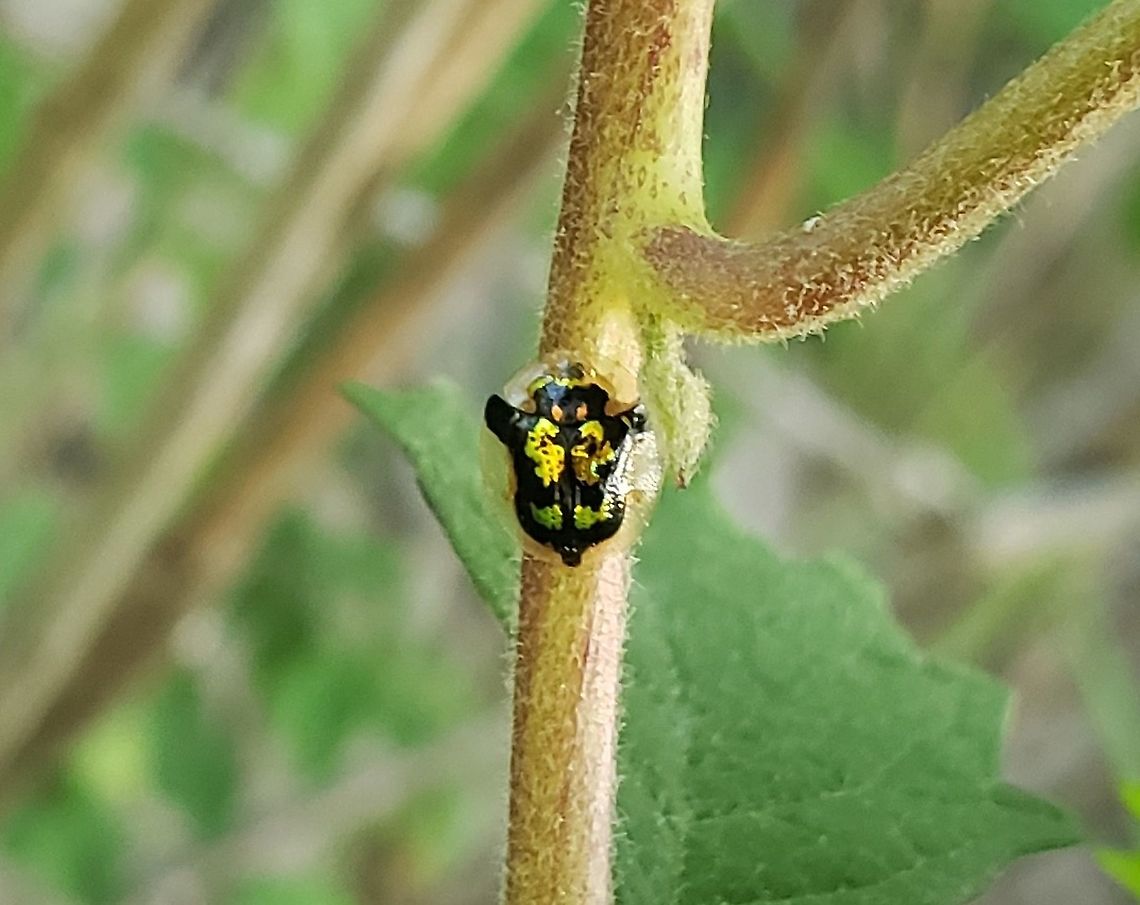 Deloyala guttata This is a picture of Deloyala guttata at Weinberg Park in Pasadena, Maryland.<br />
  Deloyala guttata,Geotagged,Spring,United States