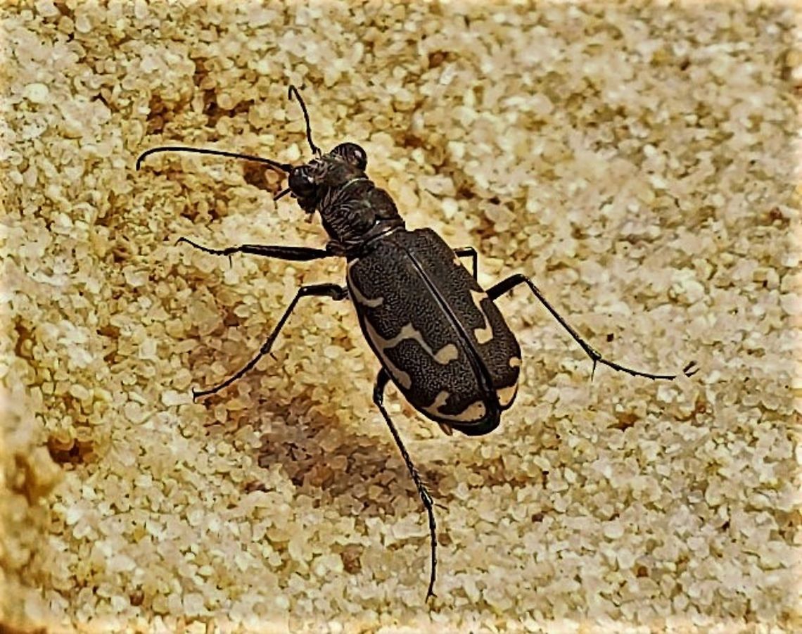 Bronzed Tiger Beetle This is a picture of a Bronzed Tiger Beetle at Weinberg Park in Pasadena, Maryland. Bronzed tiger beetle,Cicindela repanda,Geotagged,Spring,United States