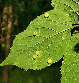Pachypsylla celtidismamma This is a picture of Pachypsylla celtidismamma at Weinberg Park in Pasadena, Maryland. Geotagged,Hackberry nipplegall maker,Pachypsylla celtidismamma,Spring,United States