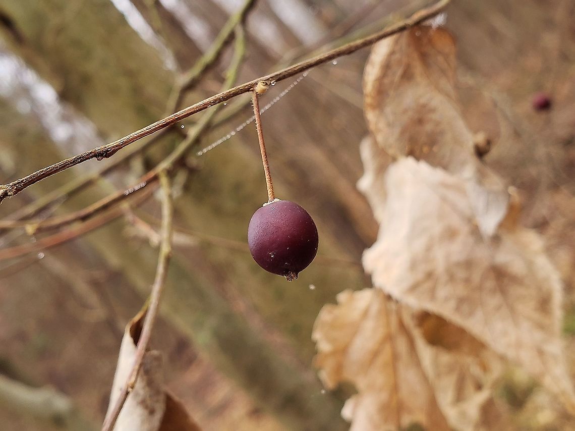 Common Hackberry This is a picture of Common Hackberry at Weinberg Park in Pasadena, Maryland. Celtis occidentalis,Common hackberry,Fall,Geotagged,United States