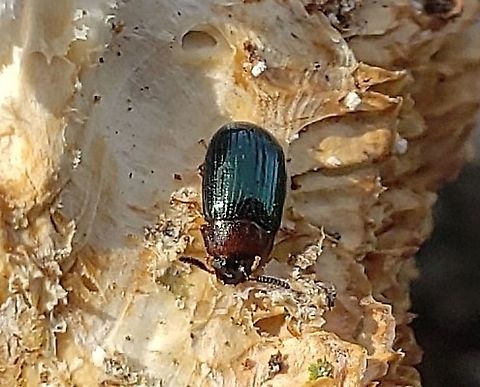 Neomida bicornis This is a picture of Neomida bicornis at Batts Neck Park on Kent Island in Stevensville, Maryland. Geotagged,Neomida bicornis,Spring,United States