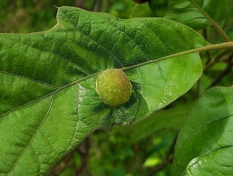 Dryocosmus quercuspalustris This is a picture of a Dryocosmus quercuspalustris at Weinberg Park in Pasadena, Maryland. Dryocosmus quercuspalustris,Geotagged,Spring,Succulent Oak Gall Wasp,United States