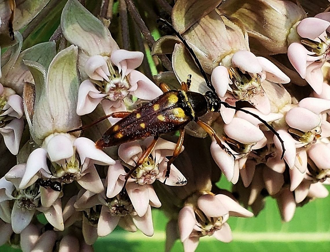 Typocerus velutinus This is a picture of Typocerus velutinus at Weinberg Park in Pasadena, Maryland. Banded Longhorn,Geotagged,Summer,Typocerus velutinus,United States