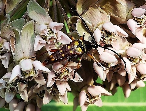 Typocerus velutinus This is a picture of Typocerus velutinus at Weinberg Park in Pasadena, Maryland. Banded Longhorn,Geotagged,Summer,Typocerus velutinus,United States