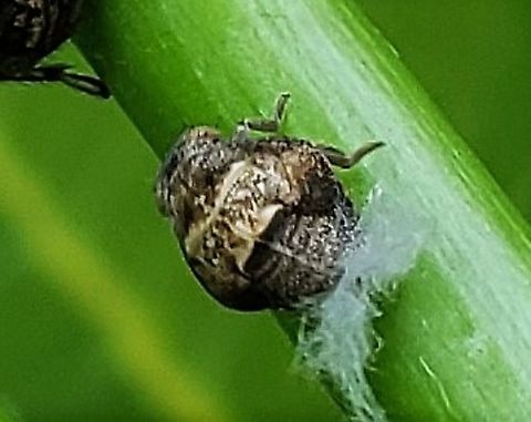 Acanalonia bivittata This is a picture of a Acanalonia bivittata at Weinberg Park in Pasadena, Maryland. Acanalonia bivittata,Geotagged,Summer,Two-striped Planthopper,United States