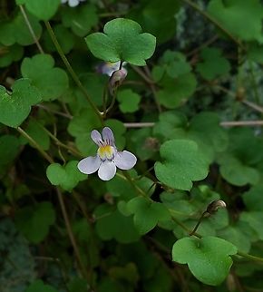 Ivy-leaved Toadflax This is a picture of Ivy-leaved Toadflax in Ellicott City, Maryland. Cymbalaria muralis,Geotagged,Ivy-leaved toadflax,Spring,United States