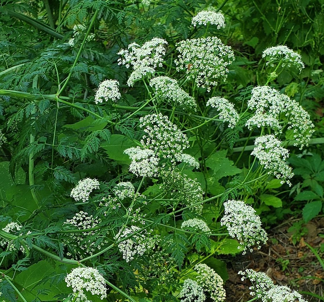 Anthriscus sylvestris This is a picture of Anthriscus sylvestris along River Road in Catonsville, Maryland. Anthriscus sylvestris,Cow parsley,Geotagged,Spring,United States