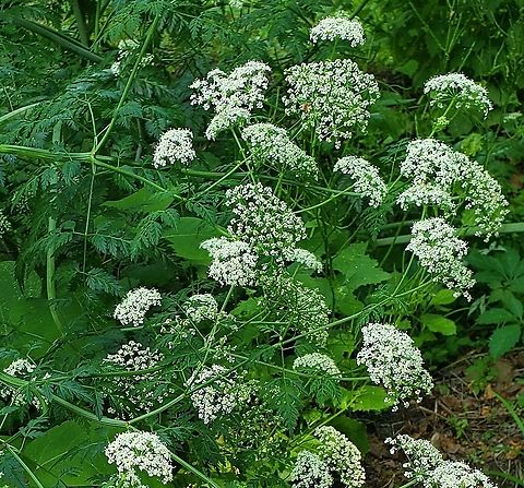 Anthriscus sylvestris This is a picture of Anthriscus sylvestris along River Road in Catonsville, Maryland. Anthriscus sylvestris,Cow parsley,Geotagged,Spring,United States