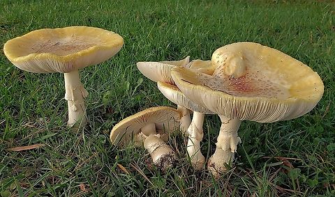 Amanita Muscaria var. Guessowii This is a picture of amanita muscaria var. guessowii at Kinder Farm Park in Millersville, Maryland. Amanita muscaria var. guessowii,American Eastern Yellow Fly Agaric,Fall,Geotagged,United States