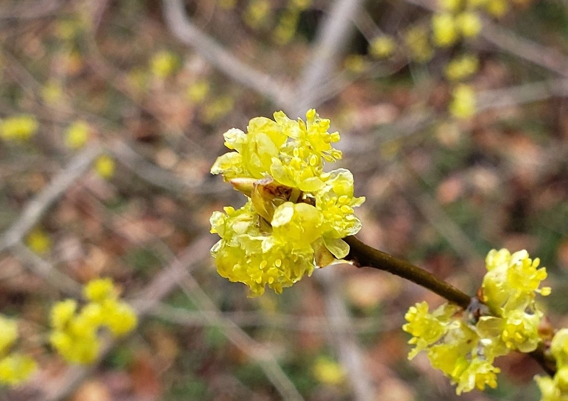 Common Spicebush This is a picture of common spicebush on the North Tract of the Patuxent Research Refuge near Fort Meade, Maryland. Common spicebush,Geotagged,Lindera benzoin,Spring,United States