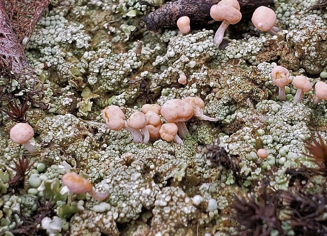 Dibaeis baeomyces This is a picture of Dibaeis baeomyces on the North Tract of the Patuxent Research Refuge near Fort Meade, Maryland. Dibaeis baeomyces,Geotagged,Pink earth lichen,Spring,United States