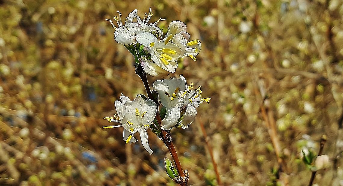 Winter Honeysuckle This is a picture of Lonicera fragrantissima on the South Tract of the Patuxent Research Refuge near Laurel, Maryland. Geotagged,Lonicera fragrantissima,United States,Winter