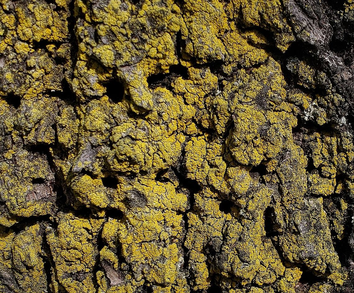 Chrysothrix candelaris This is a picture of Chrysothrix candelaris at Batts Neck Park on Kent Island in Stevensville, Maryland. Chrysothrix candelaris,Geotagged,Mustard powder lichen,Spring,United States