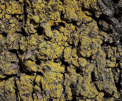 Chrysothrix candelaris This is a picture of Chrysothrix candelaris at Batts Neck Park on Kent Island in Stevensville, Maryland. Chrysothrix candelaris,Geotagged,Mustard powder lichen,Spring,United States