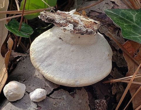 Trametes lactinea This is a picture of Trametes lactinea at Matapeake Park on Kent Island in Stevensville, Maryland. Geotagged,Spring,Trametes lactinea,United States