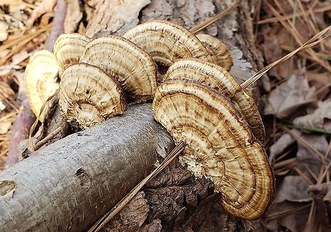 Daedaleopsis confragosa This is a picture of Daedaleopsis confragosa at Matapeake Park on Kent Island in Stevensville, Maryland. Daedaleopsis confragosa,Geotagged,Spring,Thin walled maze polypore,United States