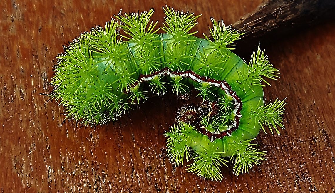 Io Moth Caterpillar This is a picture of an Io Moth Caterpillar on the North Tract of the Patuxent Research Refuge near Fort Meade, Maryland. Automeris io,Geotagged,Io moth,Summer,United States