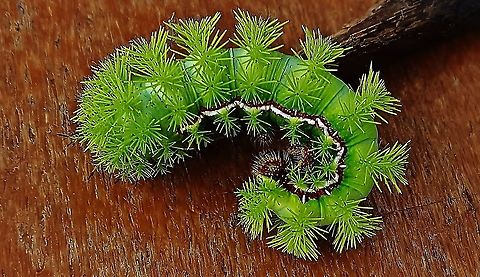 Io Moth Caterpillar This is a picture of an Io Moth Caterpillar on the North Tract of the Patuxent Research Refuge near Fort Meade, Maryland. Automeris io,Geotagged,Io moth,Summer,United States