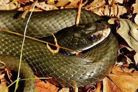 Northern Black Racer This is a picture of a Northern Black Racer on the North Tract of the Patuxent Research Refuge near Fort Meade, Maryland. Coluber constrictor constrictor,Fall,Geotagged,Northern Black Racer,United States