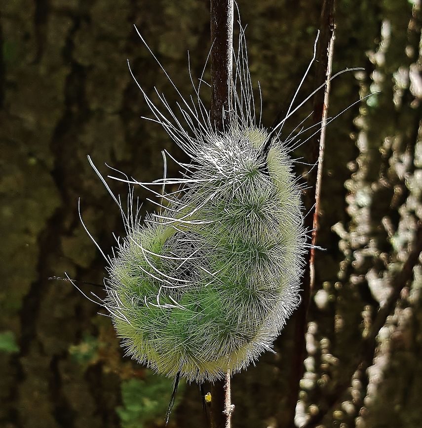 American Dagger Moth This is a picture of an American Dagger Moth on the North Tract of the Patuxent Research Refuge near Fort Meade, Maryland. Acronicta americana,American Dagger Moth