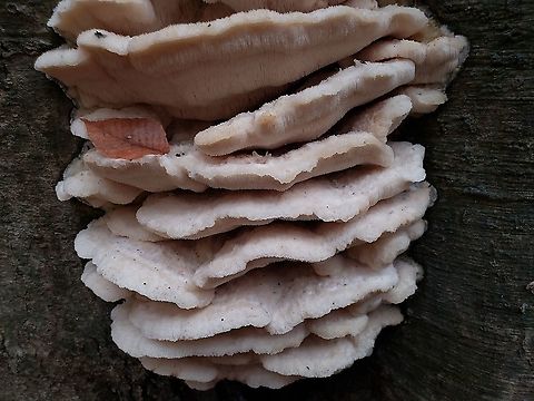 Climacodon septentrionalis This is a picture of Climacodon septentrionalis at the Hilton Area of Patapsco Valley State Park in Catonsville, Maryland. Climacodon septentrionalis,Fall,Geotagged,United States