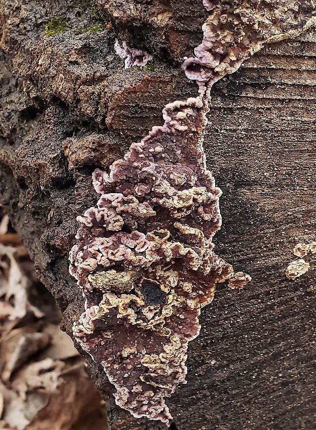 Chondrostereum purpureum This is a picture of Chondrostereum purpureum at the Hilton Area of Patapsco Valley State Park in Catonsville, Maryland. Chondrostereum purpureum,Geotagged,Silver leaf,United States,Winter