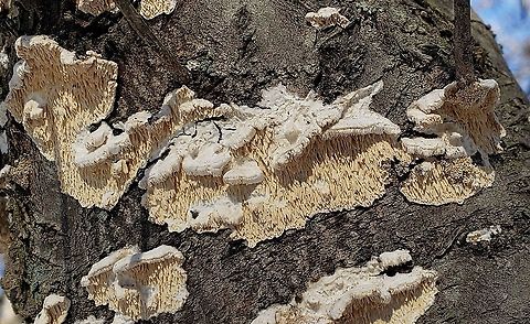 Irpiciporus pachyodon This is a picture of Irpiciporus pachyodon at Soldiers Delight in Owings Mills, Maryland. Geotagged,Irpiciporus pachyodon,Marshmallow Polypore,Spongipellis pachyodon,United States,Winter