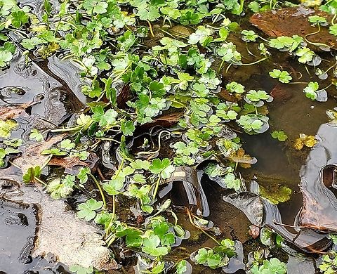 Hydrocotyle ranunculoides This is a picture of Hydrocotyle ranunculoides at Broad Creek Park in Annapolis, Maryland. Floating pennywort,Geotagged,Hydrocotyle ranunculoides,Spring,United States