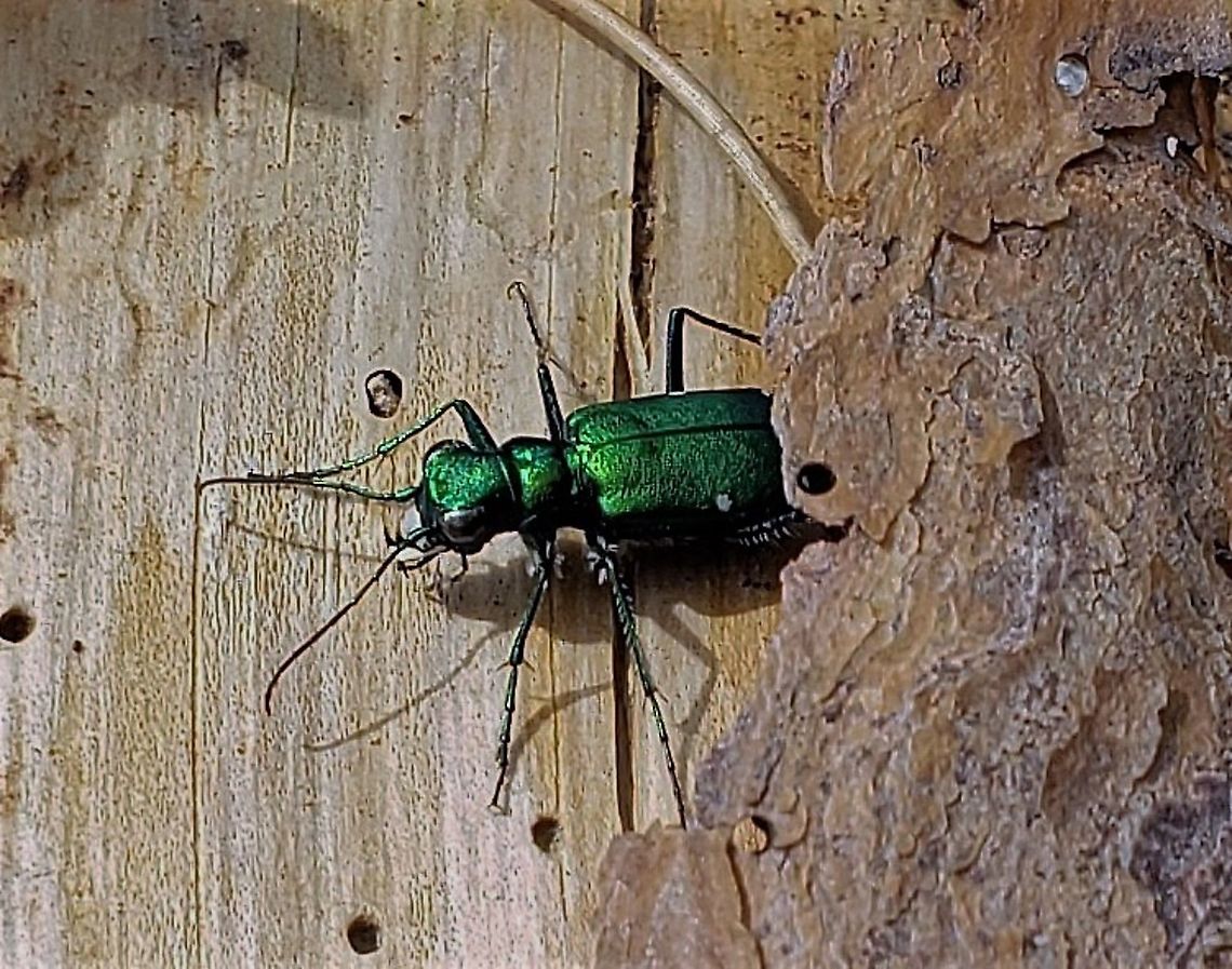 Six Spotted Tiger Beetle This is a picture of a Six Spotted Tiger Beetle at Broad Creek Park in Annapolis, Maryland. Cicindela sexguttata,Geotagged,Six-spotted Tiger Beetle,Spring,United States