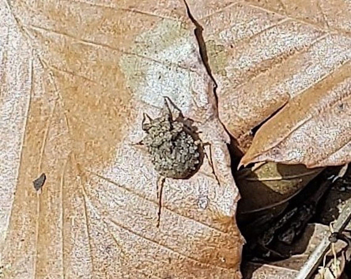 Gelastocoris oculatus This is a picture of Gelastocoris oculatus at Broad Creek Park in Annapolis, Maryland. Gelastocoris oculatus,Geotagged,Spring,United States