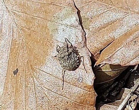 Gelastocoris oculatus This is a picture of Gelastocoris oculatus at Broad Creek Park in Annapolis, Maryland. Gelastocoris oculatus,Geotagged,Spring,United States