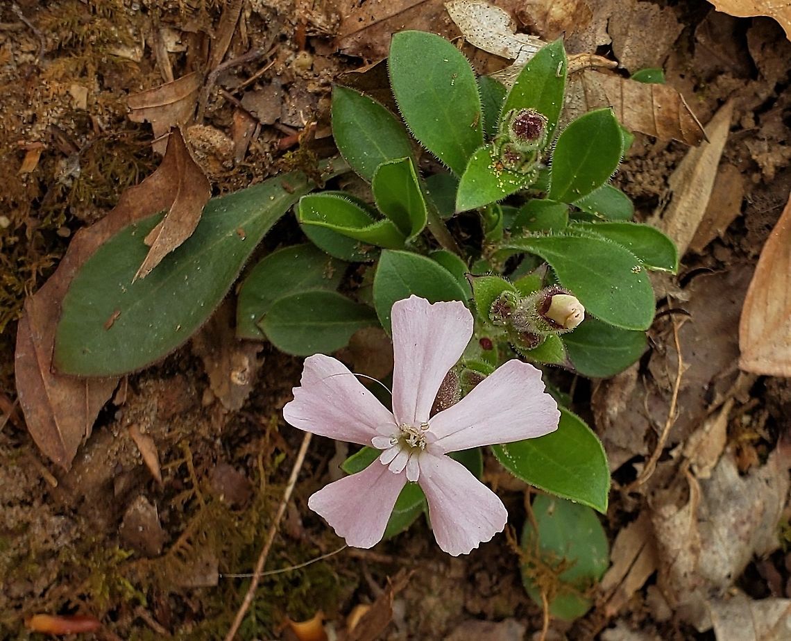 Silene caroliniana This is a picture of Silene caroliniana at Broad Creek Park in Annapolis, Maryland. Geotagged,Silene caroliniana,Spring,United States