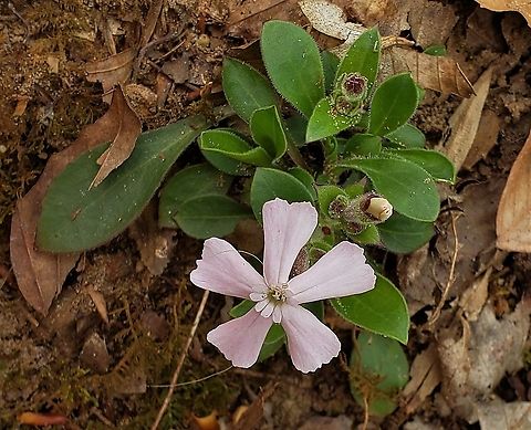 Silene caroliniana This is a picture of Silene caroliniana at Broad Creek Park in Annapolis, Maryland. Geotagged,Silene caroliniana,Spring,United States