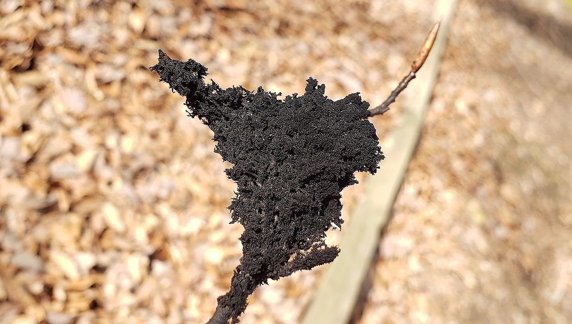 Scorias spongiosa This is a picture of Scorias spongiosa at Broad Creek Park in Annapolis, Maryland. Geotagged,Scorias spongiosa,Spring,United States