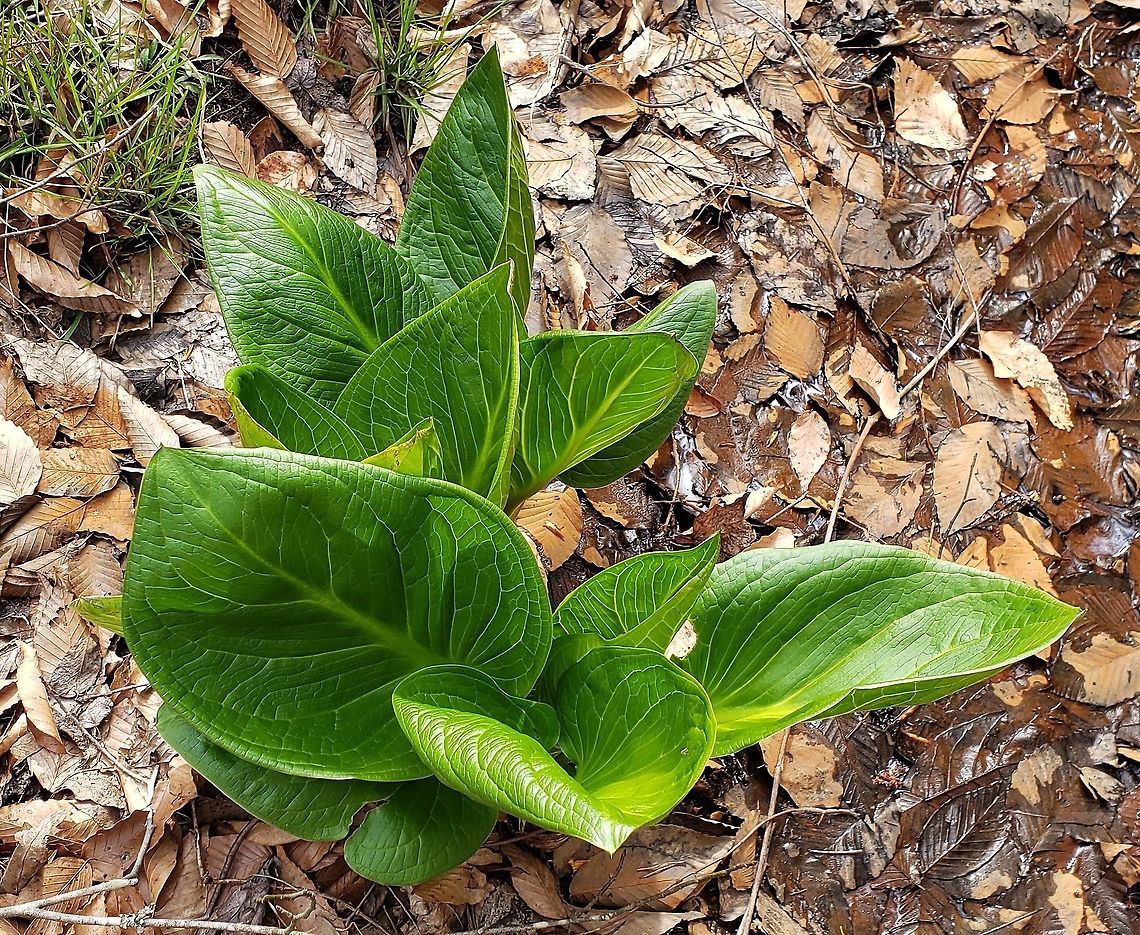 Eastern Skunk Cabbage This is a picture of Eastern Skunk Cabbage at Broad Creek Park in Annapolis, Maryland. Eastern skunk cabbage,Geotagged,Spring,Symplocarpus foetidus,United States