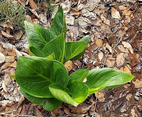 Eastern Skunk Cabbage This is a picture of Eastern Skunk Cabbage at Broad Creek Park in Annapolis, Maryland. Eastern skunk cabbage,Geotagged,Spring,Symplocarpus foetidus,United States
