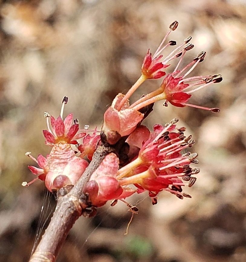 Red Maple This is a picture of a Red Maple at Broad Creek Park in Annapolis, Maryland. Acer rubrum,Geotagged,Red Maple,Spring,United States