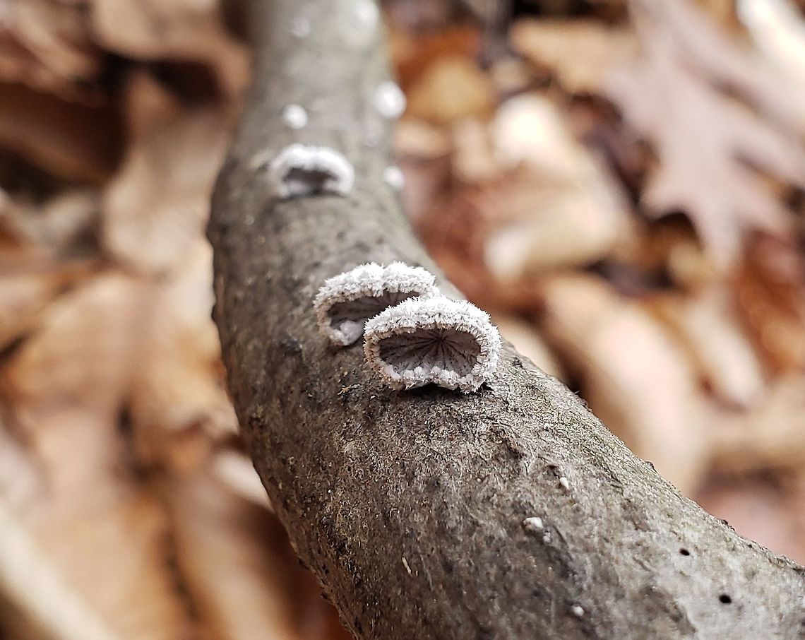 Schizophyllum commune This is a picture of Schizophyllum commune at Broad Creek Park in Annapolis, Maryland. Geotagged,Schizophyllum commune,Split gill,United States,Winter