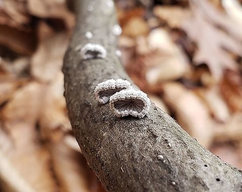 Schizophyllum commune This is a picture of Schizophyllum commune at Broad Creek Park in Annapolis, Maryland. Geotagged,Schizophyllum commune,Split gill,United States,Winter