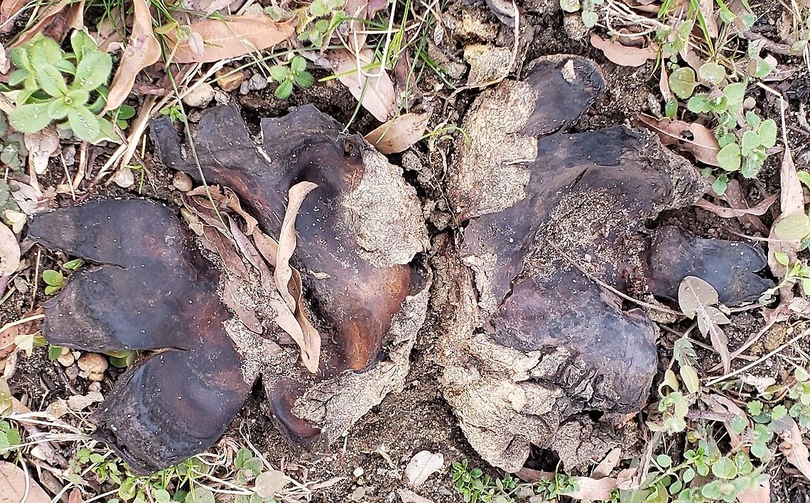 Scleroderma polyrhizum This is a picture of Scleroderma polyrhizum at Annapolis High School in Annapolis, Maryland. Dead man's hand,Geotagged,Scleroderma polyrhizum,United States,Winter