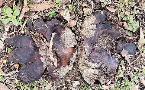 Scleroderma polyrhizum This is a picture of Scleroderma polyrhizum at Annapolis High School in Annapolis, Maryland. Dead man's hand,Geotagged,Scleroderma polyrhizum,United States,Winter