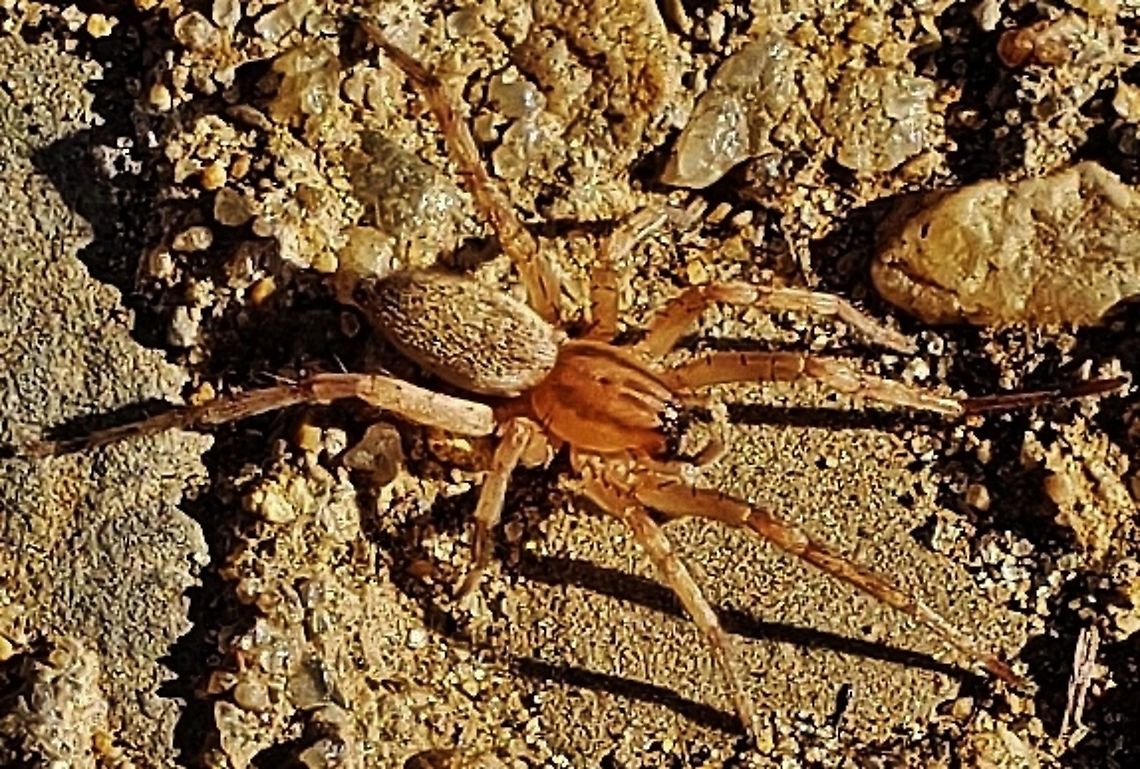 Hibana gracilis This is a picture of Hibana gracilis at Anne Arundel Community College in Arnold, Maryland. Fall,Garden Ghost Spider,Geotagged,Hibana gracilis,United States
